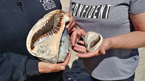 Two people hold large and small seashells, showcasing their unique shapes and textures against a sandy background.