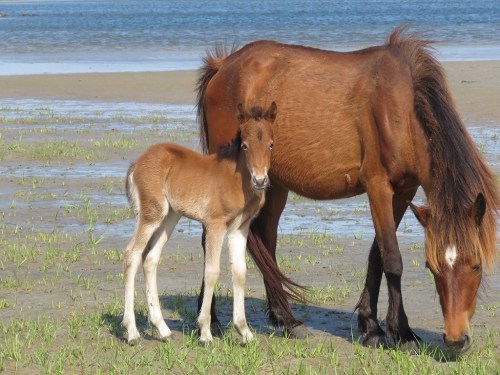 A brown horse and a foal stand together on a sandy shore, with water and grass in the background.