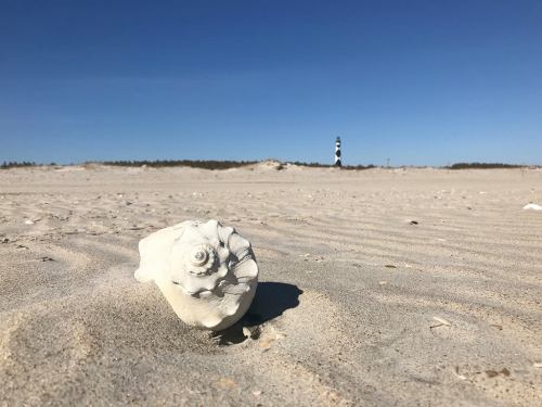 A white seashell on sandy beach with a distant lighthouse and clear blue sky in the background.