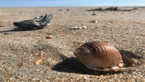 A close-up of a seashell on sandy beach, with a piece of driftwood in the background and a clear blue sky.