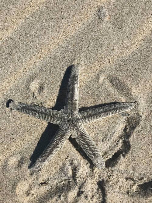 A gray starfish resting on sandy beach, with subtle footprints in the sand around it.
