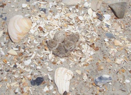 A sandy beach scattered with various seashells and small pebbles, with a hidden creature blending into the sand.