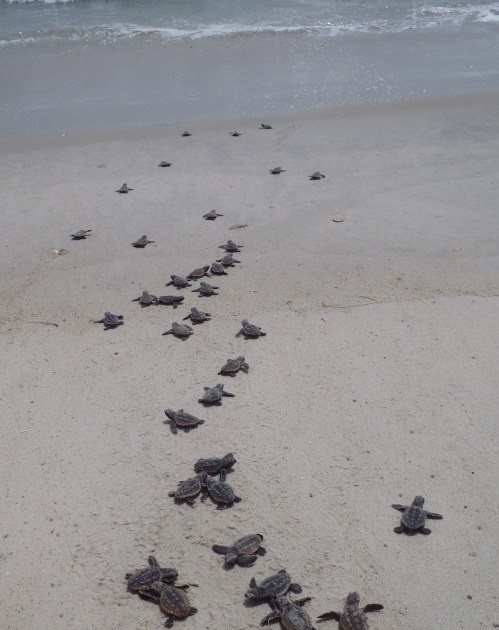 A group of baby sea turtles making their way across a sandy beach towards the ocean.