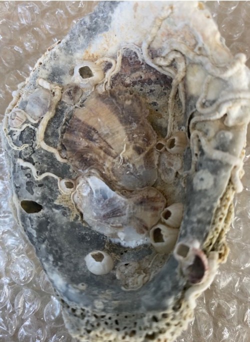 Close-up of an open oyster shell with visible marine life and textures, resting on bubble wrap.