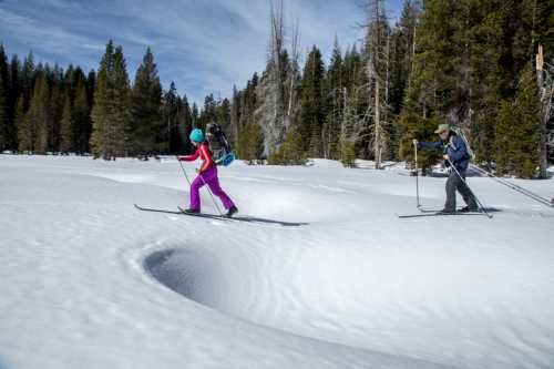 Two skiers navigate a snowy landscape, surrounded by tall trees under a clear blue sky.