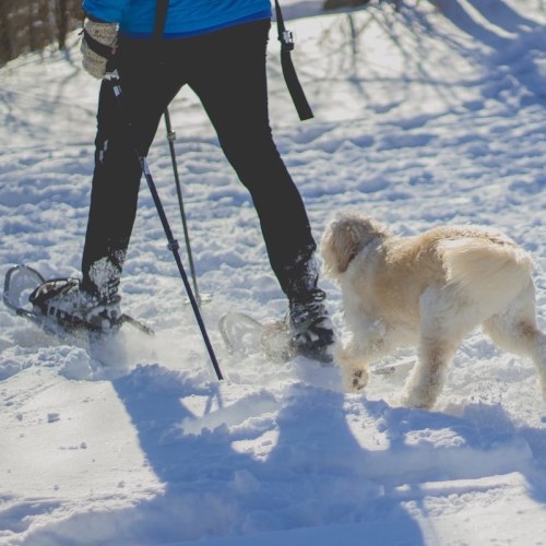 A person snowshoeing in a snowy landscape, accompanied by a small, fluffy dog.