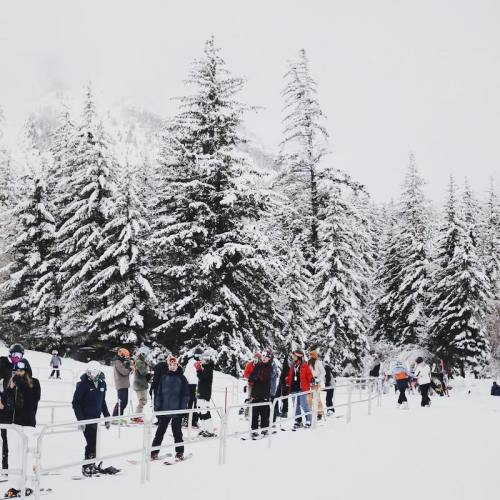 A snowy landscape with tall evergreen trees and a group of people standing in line, preparing for winter activities.