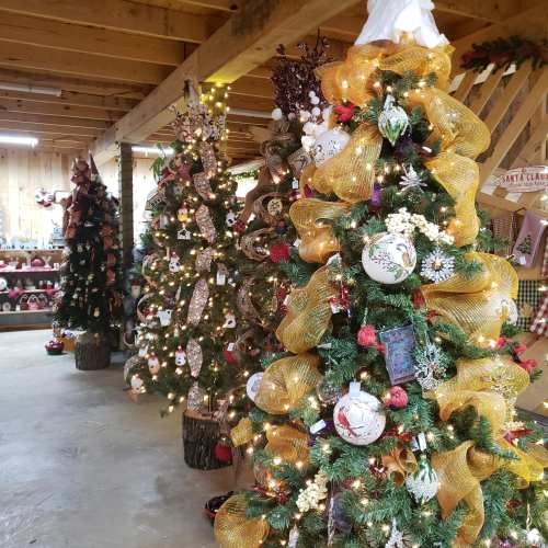 A cozy indoor space decorated with several festive Christmas trees adorned with colorful ornaments and ribbons.