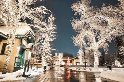 A snowy street lined with trees adorned with bright white lights, creating a festive winter atmosphere at night.