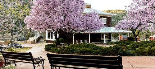 A serene scene featuring a house surrounded by blooming pink trees and benches in a landscaped garden.