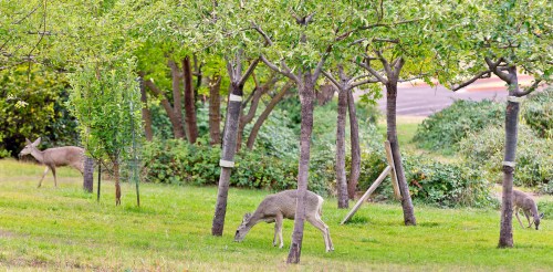 Three deer grazing in a lush green area surrounded by trees and shrubs.