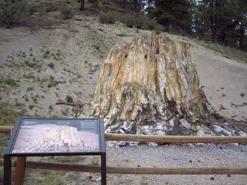 A large, weathered tree stump with colorful patterns, surrounded by a natural landscape and a nearby informational sign.