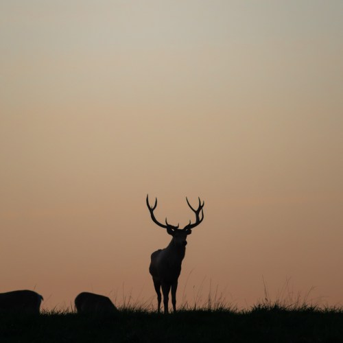 Silhouette of a deer standing against a soft, pastel sunset sky.
