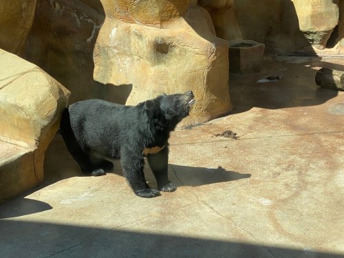 A black bear stands on a rocky surface, looking up with its mouth open, in a sunlit enclosure.