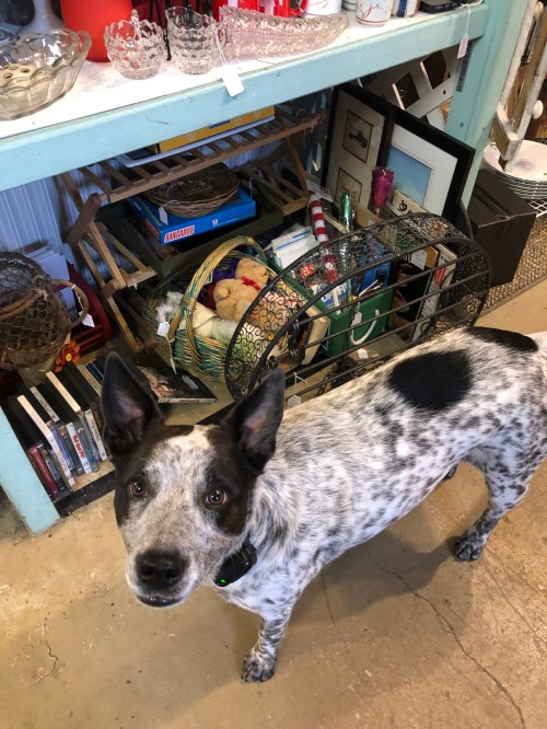 A spotted dog stands in a thrift store, surrounded by various items and a basket filled with toys.