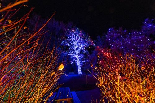 A brightly lit tree surrounded by colorful lights and illuminated branches in a dark night setting.