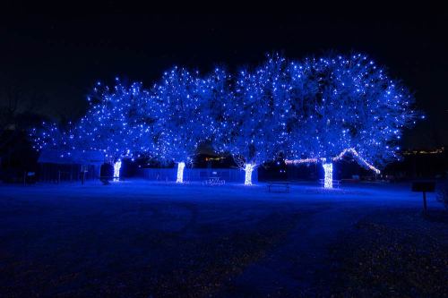Three trees adorned with bright blue lights, glowing against a dark night sky.