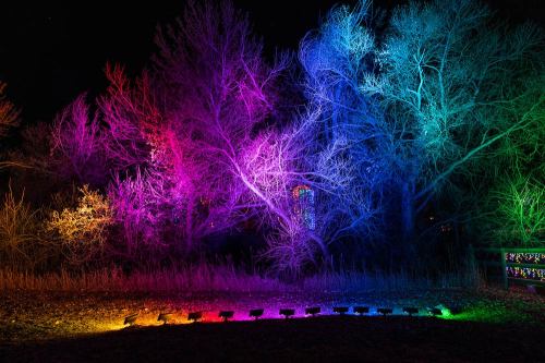 Colorful lights illuminate trees at night, creating a vibrant display of purple, blue, and pink hues.