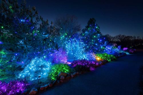 A nighttime scene of trees and shrubs illuminated with colorful holiday lights in various shades of blue, green, and purple.