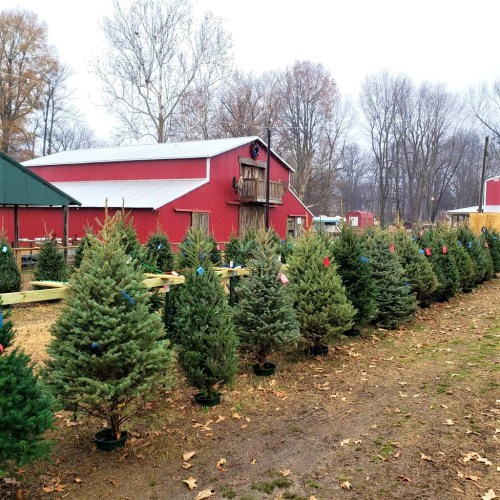A row of Christmas trees with colorful tags, set against a red barn and autumn trees in a rural landscape.