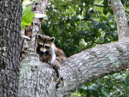 A raccoon resting on a tree branch, surrounded by green leaves and textured bark.