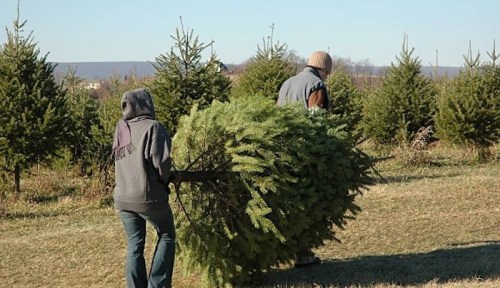 Two people carry a freshly cut Christmas tree through a field of evergreen trees on a clear day.