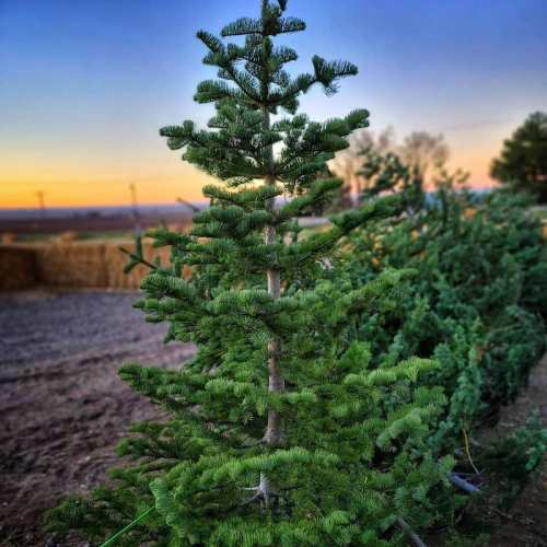 A close-up of a green conifer tree against a sunset sky, with more trees in the background and a rural landscape.
