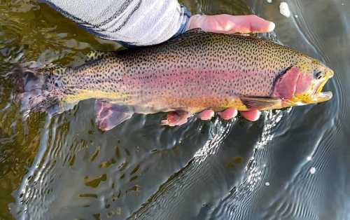 A person holding a colorful rainbow trout above water, showcasing its vibrant markings and scales.