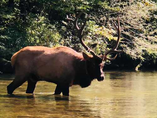 A large elk wades through a clear stream, surrounded by lush greenery and dappled sunlight.