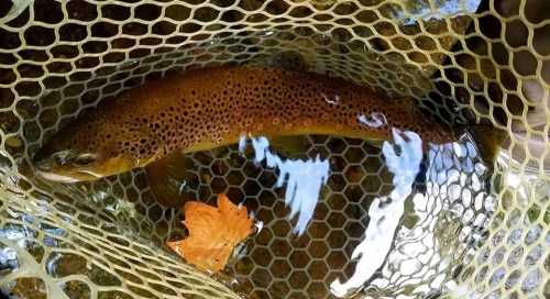 A brown trout resting in a net, surrounded by water and a fallen leaf, with a honeycomb pattern of the net visible.