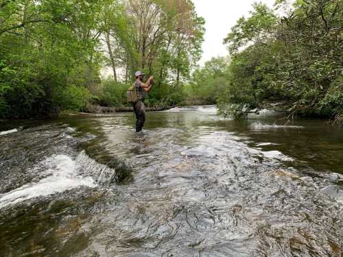 A person stands in a shallow stream, surrounded by lush greenery, holding a fishing rod.