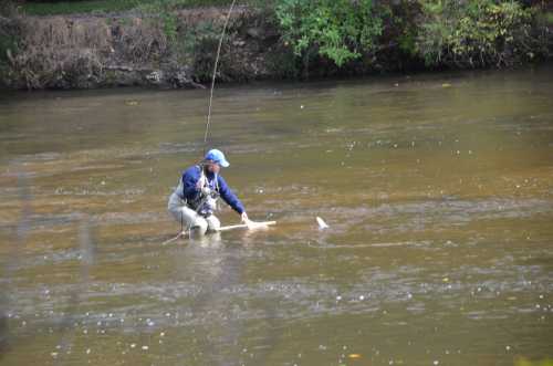 A person in waders stands in a river, casting a fishing line while trying to catch a fish.