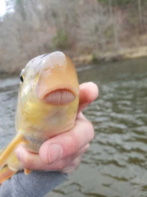 A close-up of a person holding a fish by the water, showcasing the fish's unique mouth and coloration.