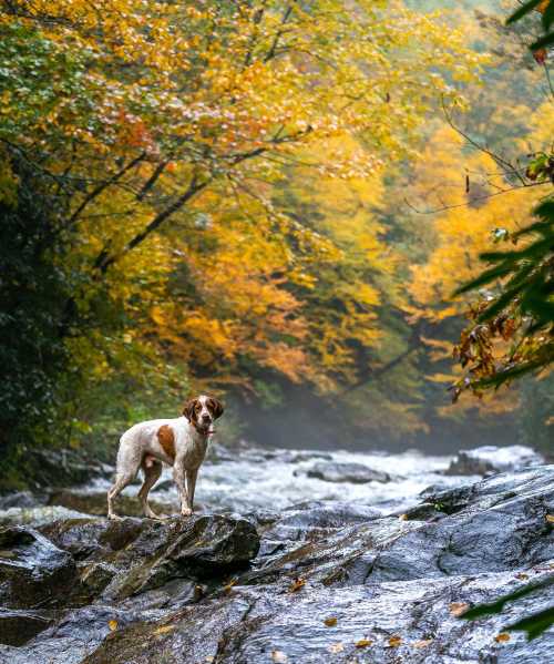 A dog stands on a rock by a river, surrounded by vibrant autumn foliage.