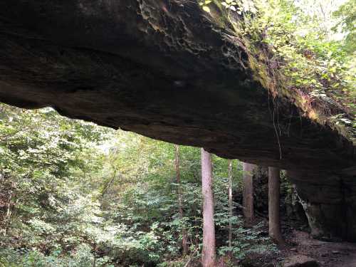 A large rock overhang surrounded by lush green trees in a forested area.