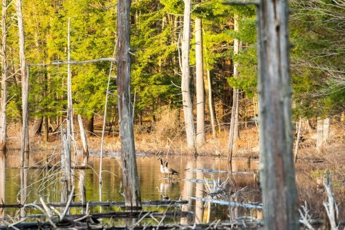 A serene wetland scene with trees reflecting in calm water and a bird standing on a log.