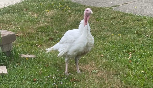 A white turkey standing on green grass near a sidewalk, with a few flowers scattered around.