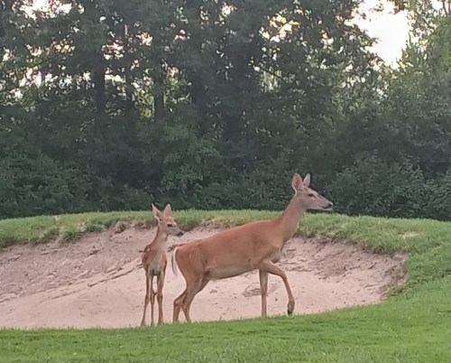 Two deer stand on a grassy area near a sand trap, surrounded by trees in the background.