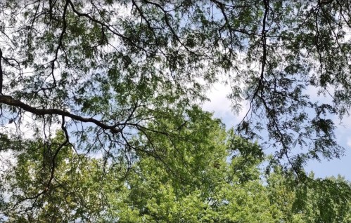 A view of lush green trees and a bright blue sky with scattered clouds, framed by branches overhead.