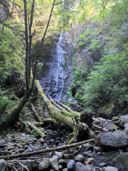 A serene waterfall cascades down rocky cliffs, surrounded by lush greenery and moss-covered logs in a tranquil forest setting.