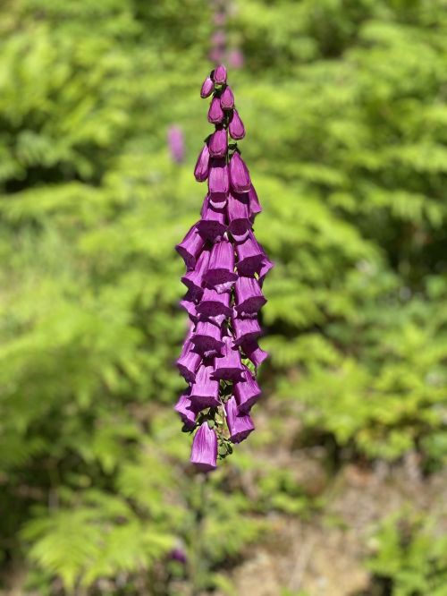 A tall cluster of vibrant purple bell-shaped flowers against a backdrop of lush green foliage.