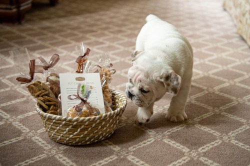 A curious bulldog puppy sniffs a basket filled with treats and a card on a patterned carpet.