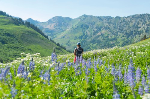 A person stands in a vibrant flower-filled meadow, surrounded by green hills and mountains under a clear blue sky.
