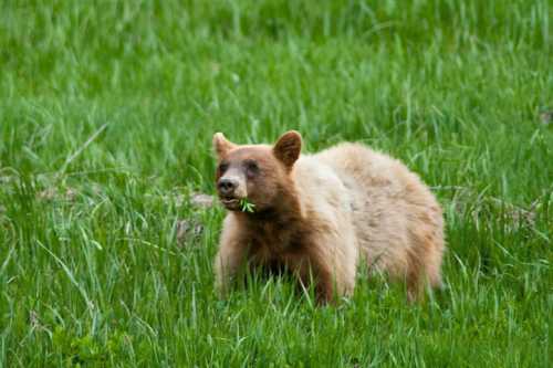 A brown bear stands in a grassy field, chewing on some green foliage.