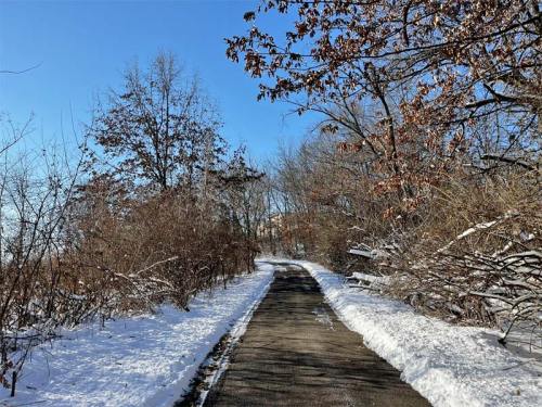A snow-covered path lined with bare trees under a clear blue sky.