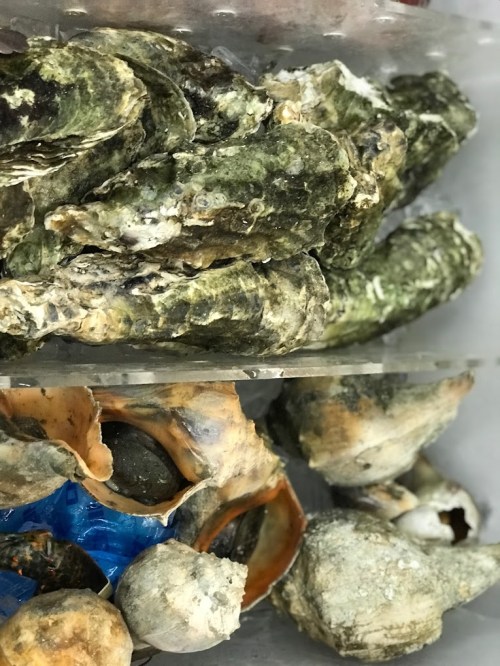 A close-up of various oysters and shells, showcasing their rough textures and natural colors.