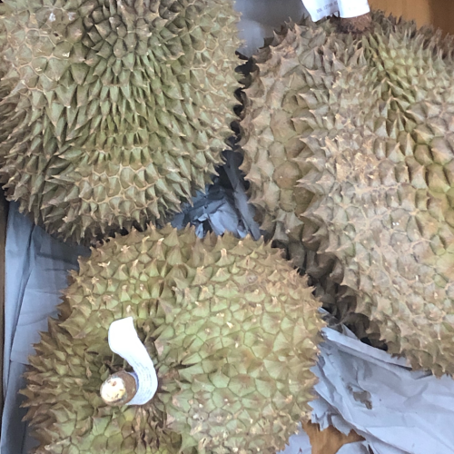 Three spiky durians resting on a gray surface, showcasing their distinctive greenish-brown exterior.