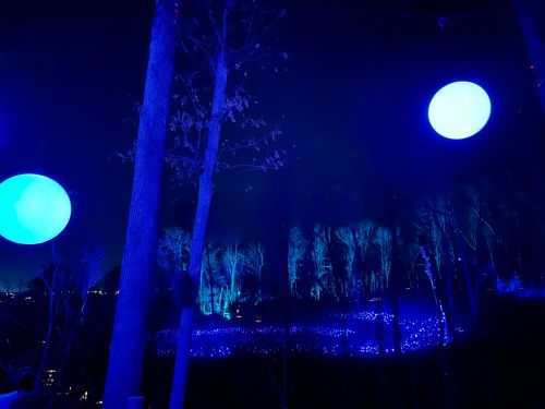 A nighttime scene with blue-lit trees and large glowing orbs, creating a magical atmosphere.