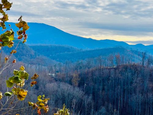 A scenic view of layered blue mountains under a cloudy sky, with autumn leaves in the foreground.