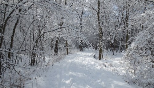 A snowy path winding through a forest, with trees covered in white snow and a bright sky above.